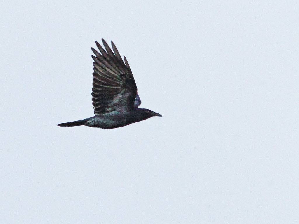 Fish Crow 20141106 by Kenneth Cole Schneider is licensed under CC BY-NC-ND 2.0